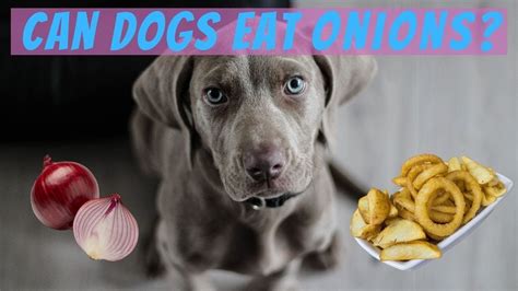 dog ate a tiny piece of onion|can dogs eat pickled onions.